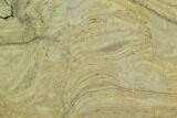 Polished Stromatolite (Kussiella) Slab - Billion Years #129148-1
